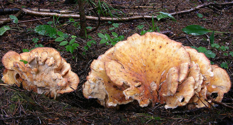 chi ? (Laetiporus sulphureus)
